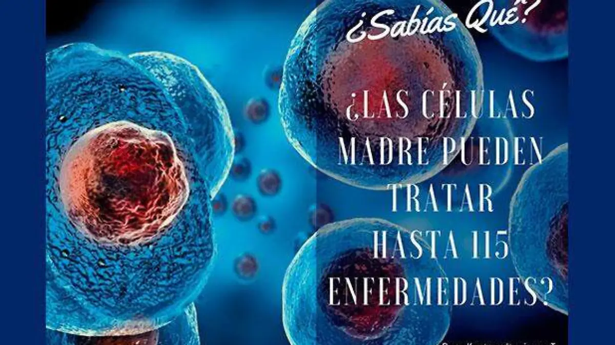 Celulas-madre