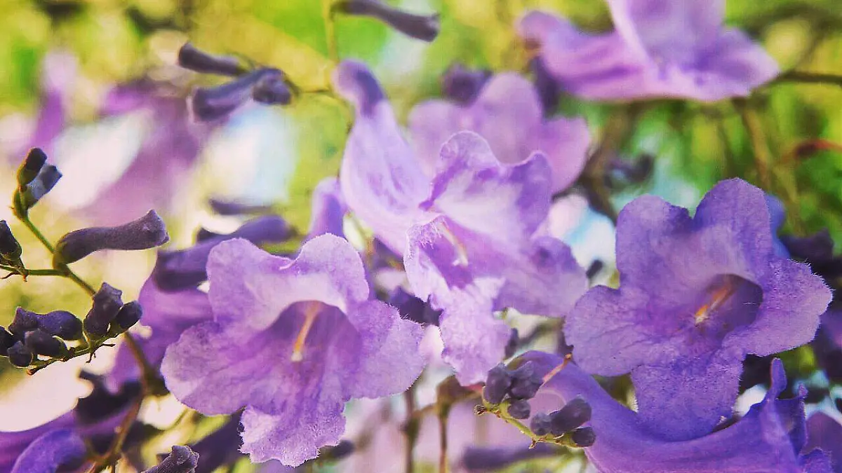 Jacaranda 1