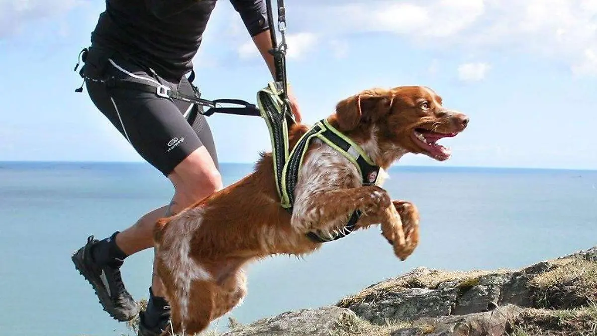 ejercicios-para-mascotas