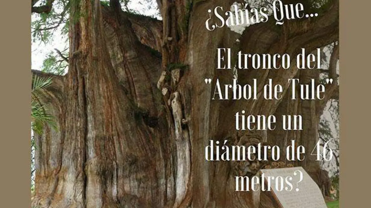 Arbol-de-Tule