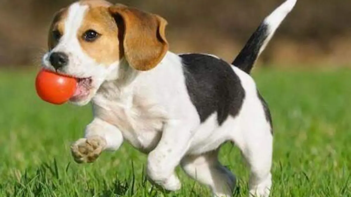 cachorro con pelota