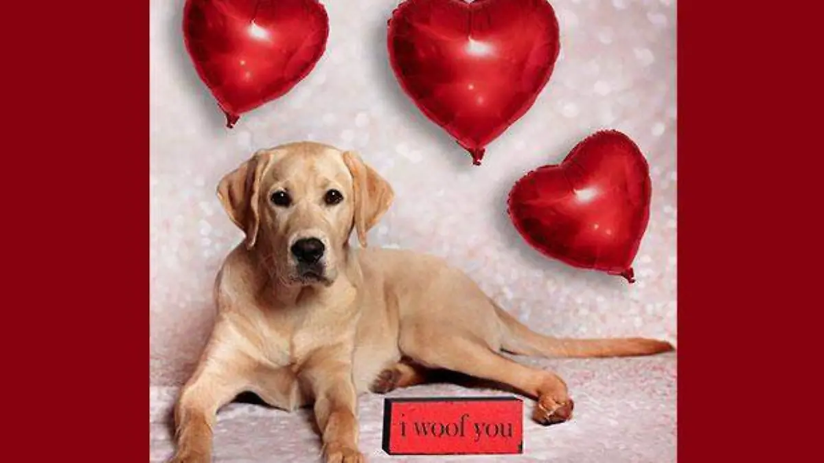 American Kennel Club