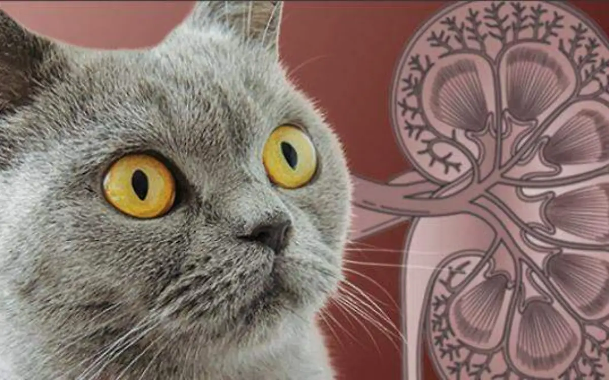Foto 2 La insuficiencia renal es una enfermedad crónica más común en gatos.
