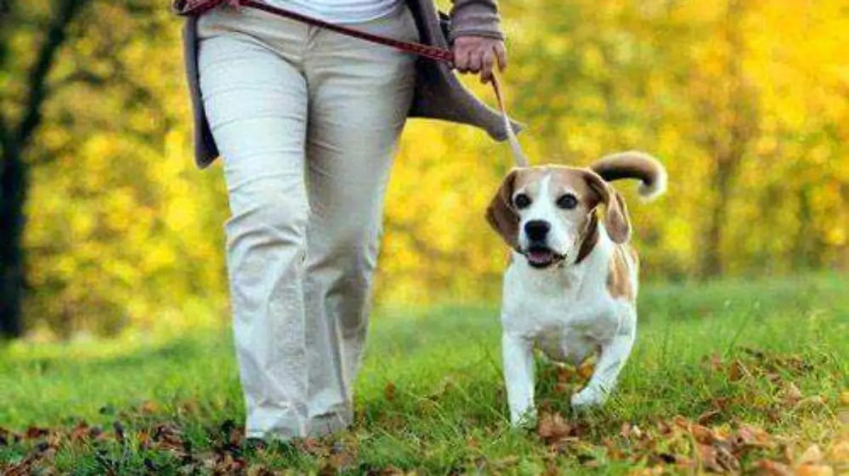 perro-paseando