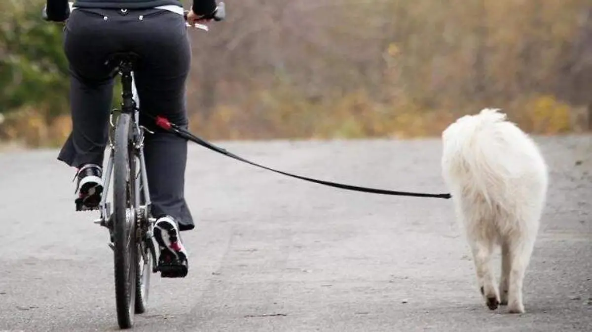 bicicleta con tu perro