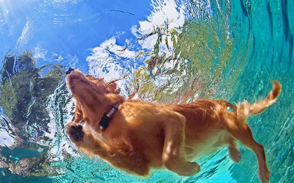 natacion-canina-1