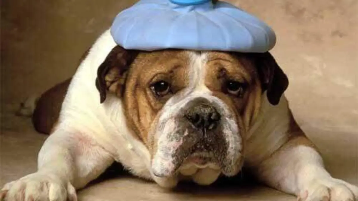 Foto 1 Existen padecimientos que no se pueden evitar como el cáncer.