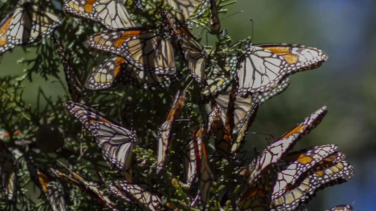 Las zonas de bosques se cubren de con las mariposas monarcas.