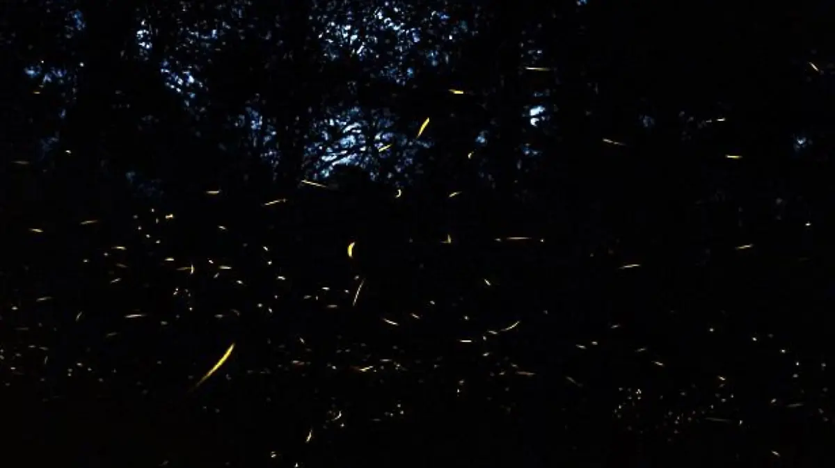 MILES DE LUCIÉRNAGAS HACEN BRILLAR LOS BOSQUES EN NANACAMILPA