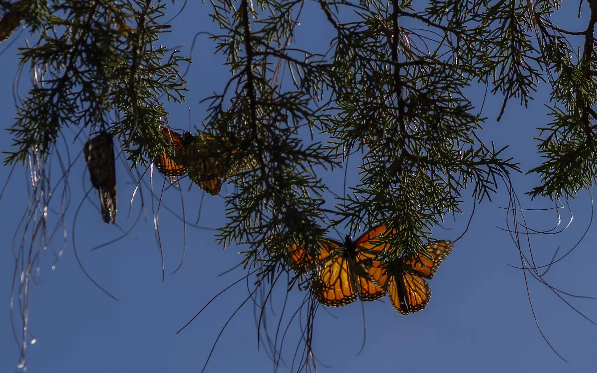 Se alojan entre las ramas para recibir una cortina de sol.