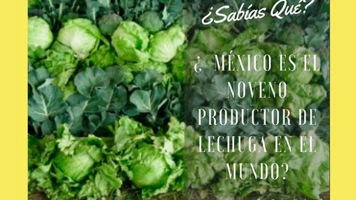 Lechuga