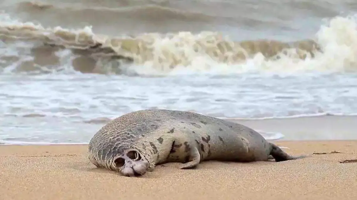 Focas muertas-AFP