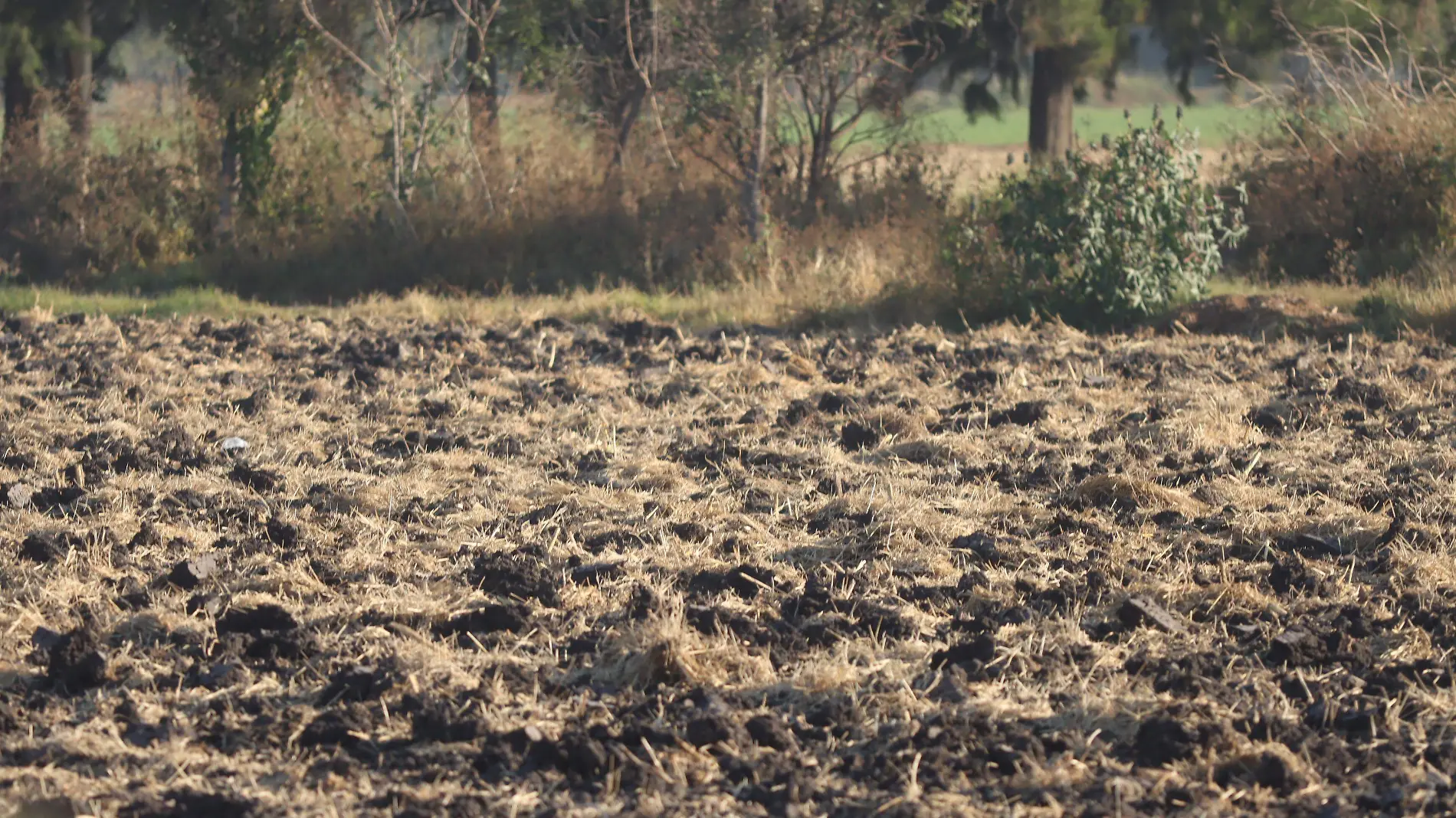 AGRICULTURA