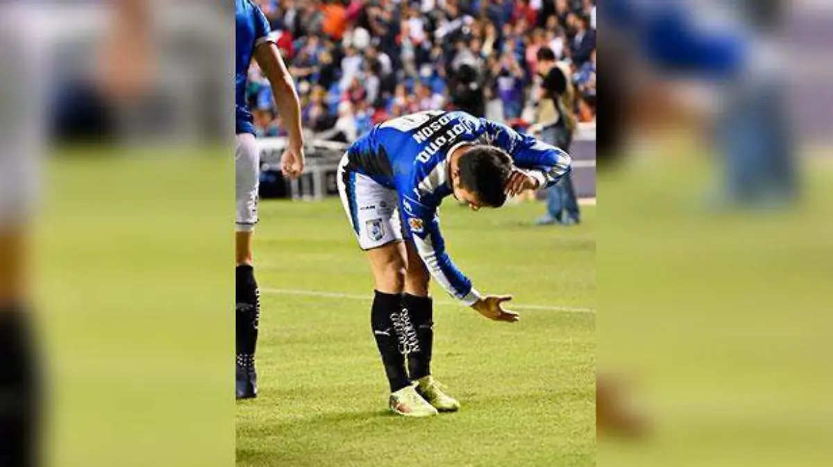 gallos