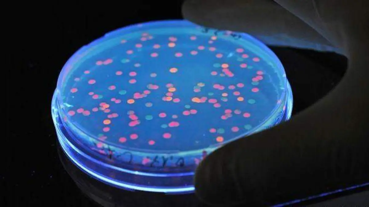 Investigación antibióticos-DPA