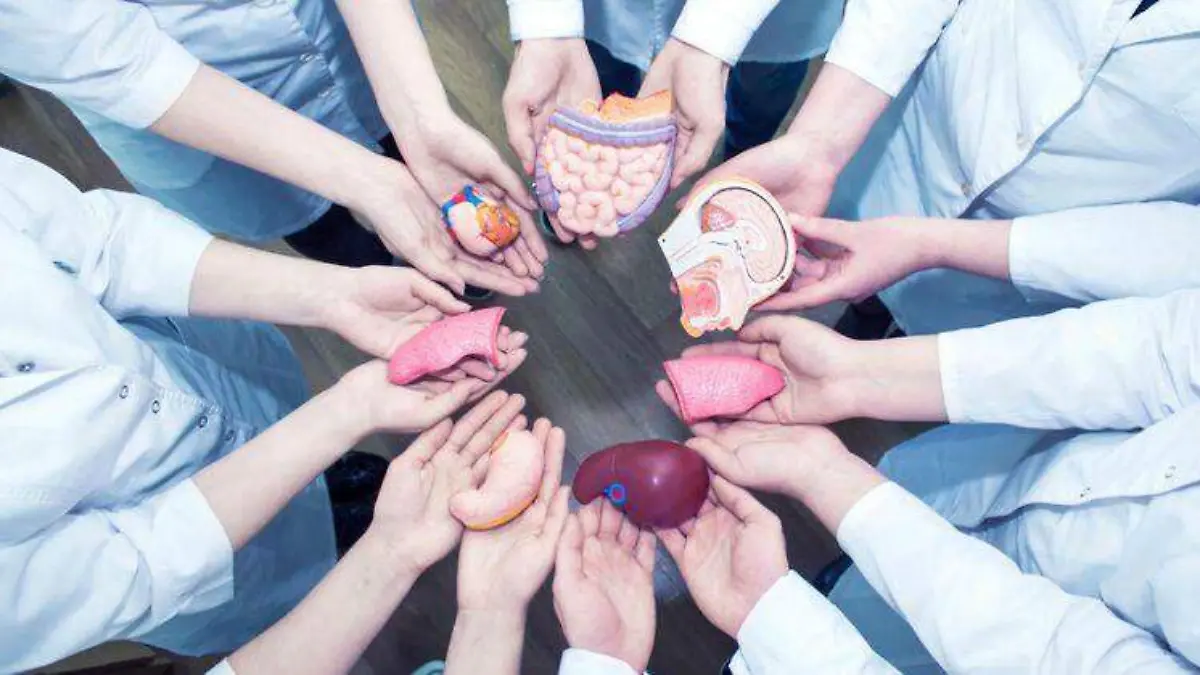 Donación de órganos 3