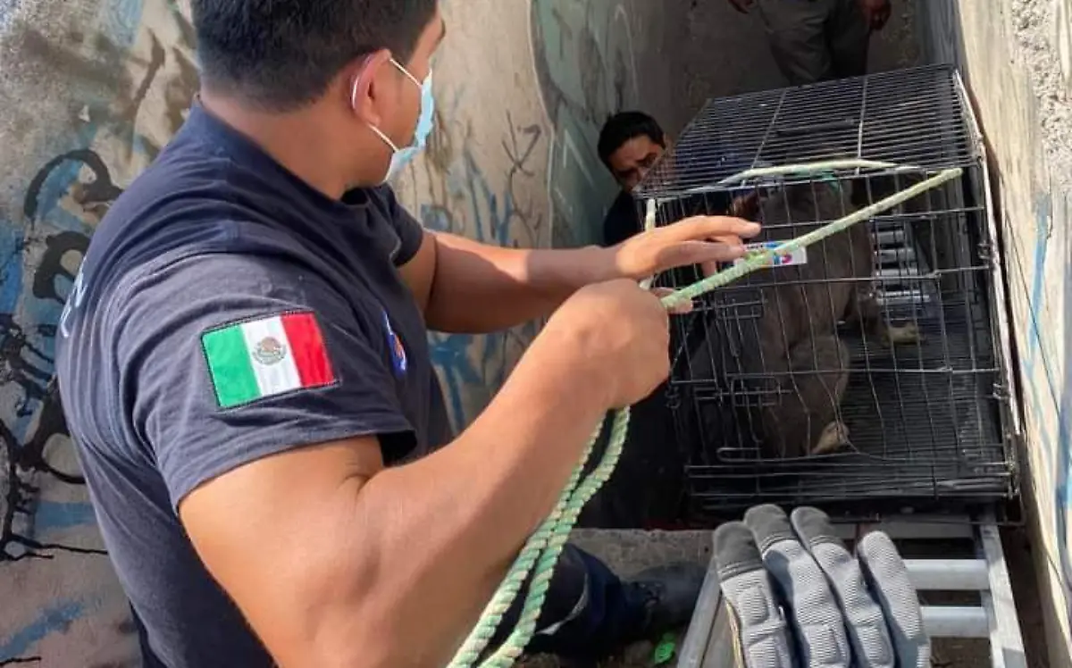 Cortesía CAAM El Marqué