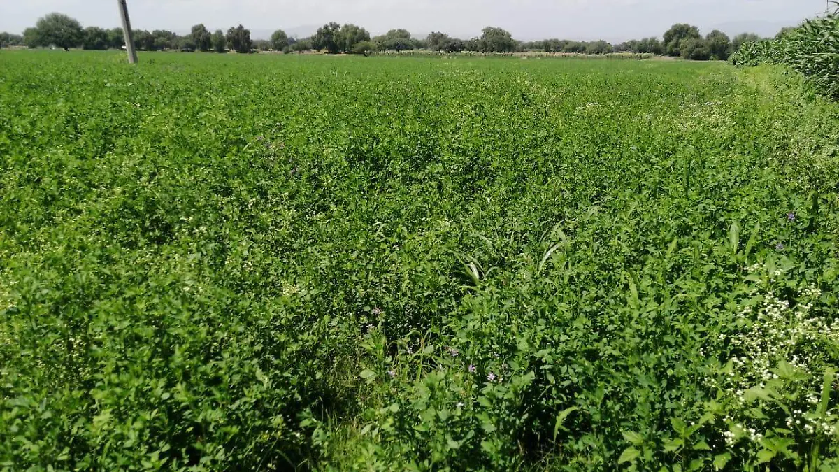 Sequ_a provoca aumento en alimento de ganado.