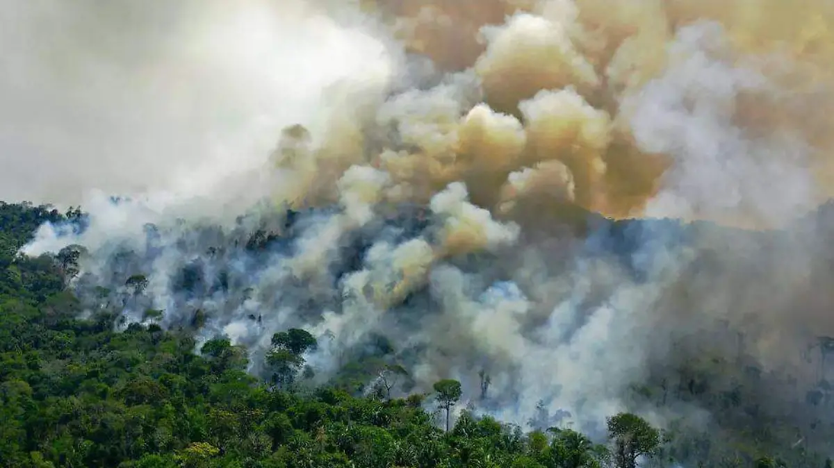 deforestación-AFP