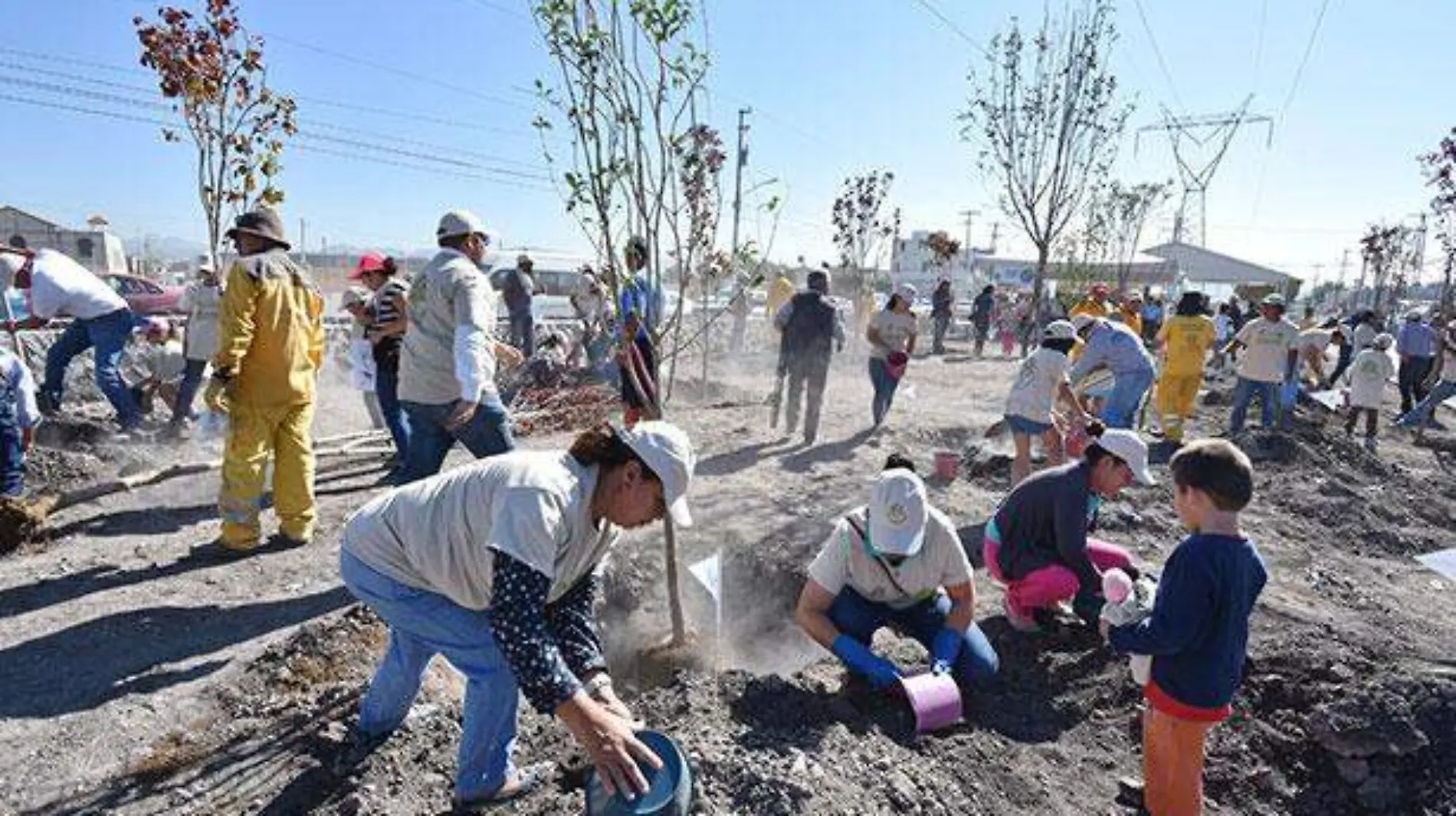 reforestacion