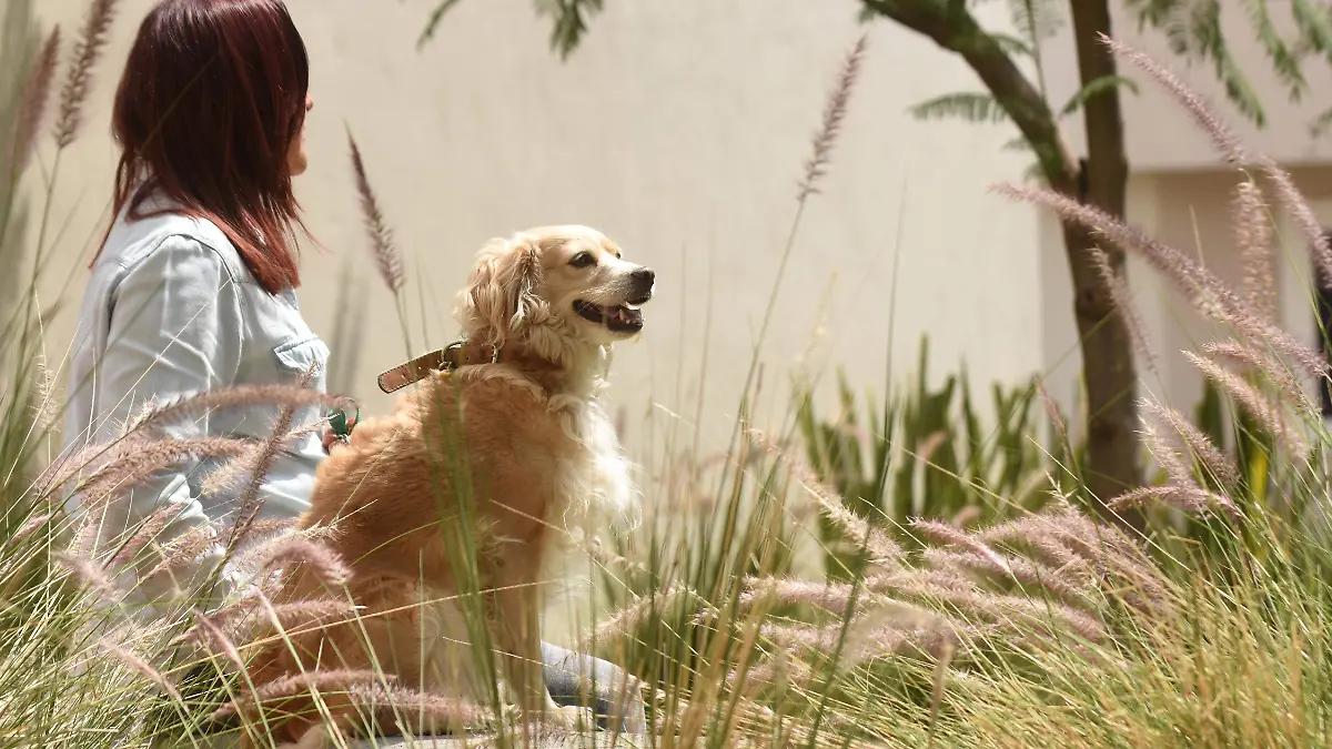 1A ANIMALES DOMESTICADOS 1_YL