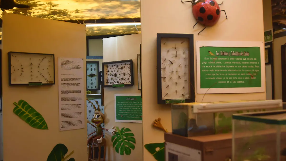 MUSEO de BICHOS