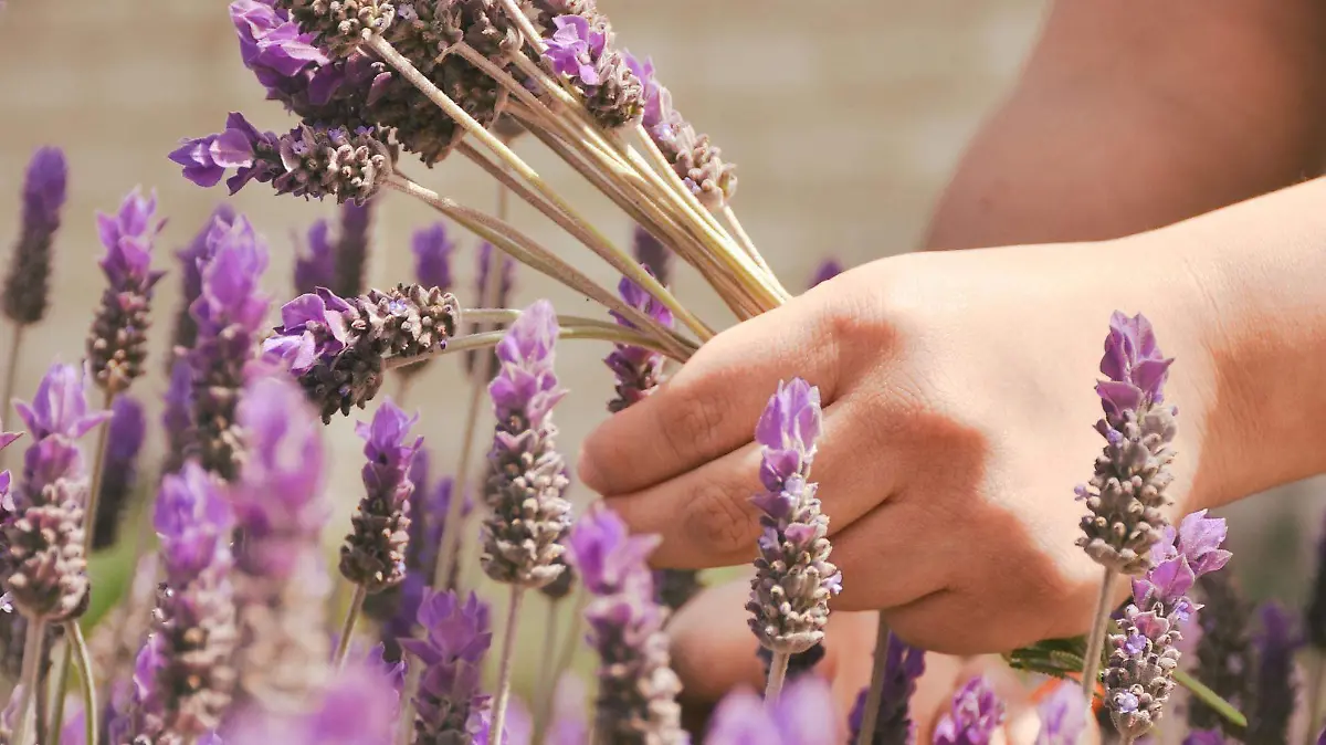 220314_LA MIRADA, CAMPOS DE LAVANDA_AAC 10