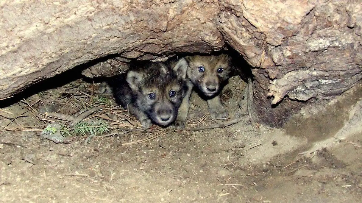nacen lobos en colorado