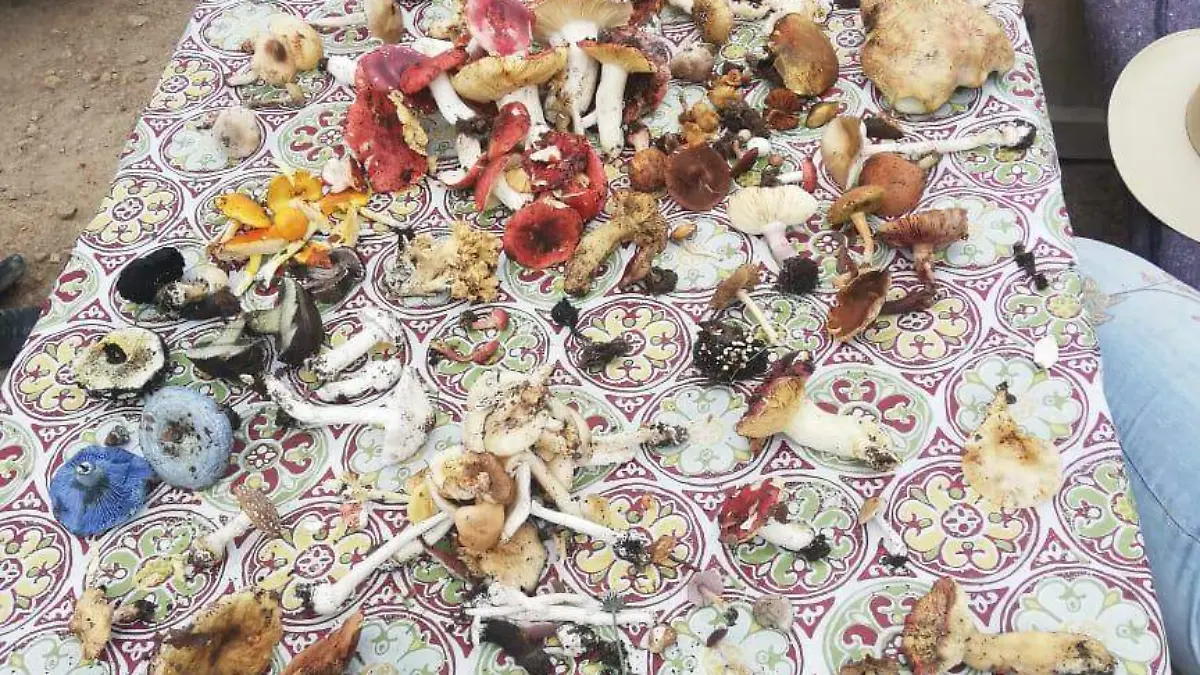 Reconocen las bondades de cada especie antes de degustarlos Daniel Robles