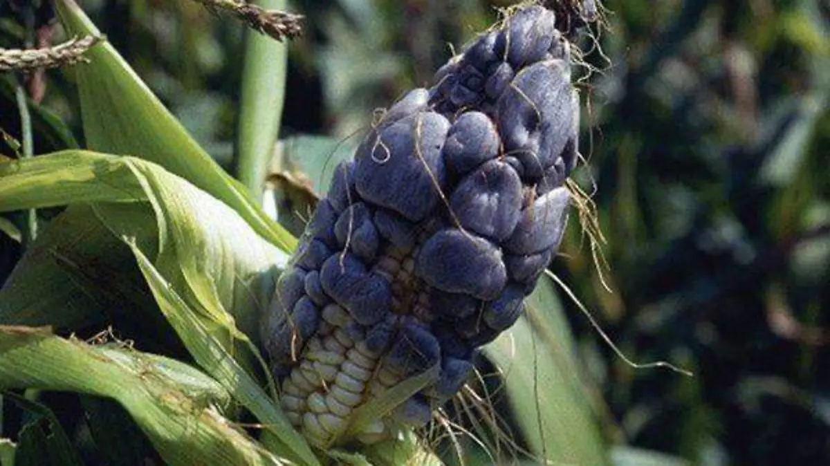 Huitlacoche
