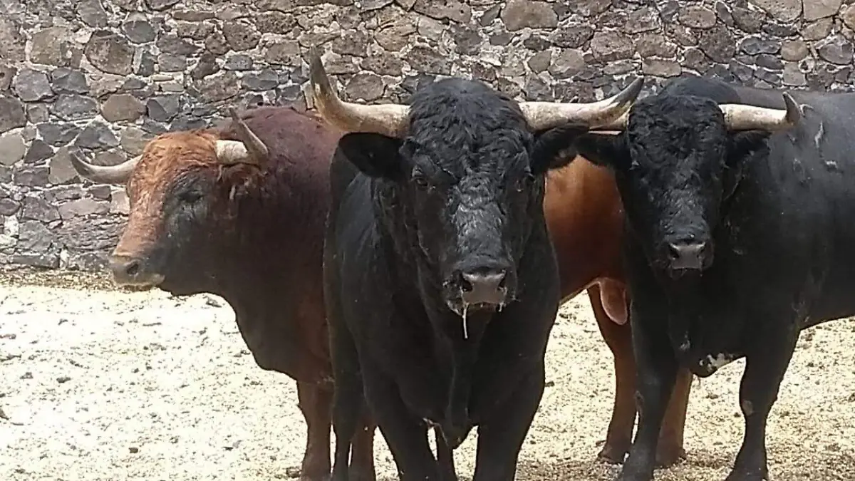 toros2