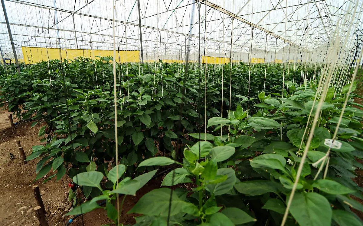 Es en Agrícola Jalpan donde este grupo de queretanos realizan el proceso de cultivo