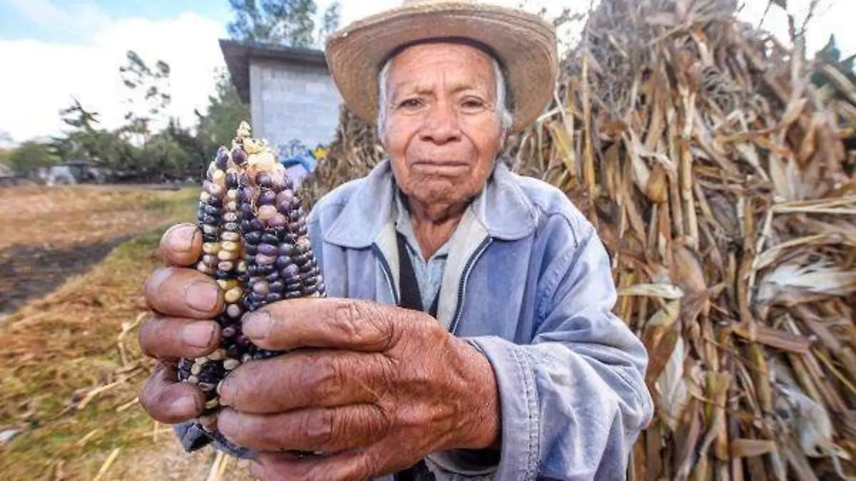 221120_COSECHA MAIZ_YL (1)