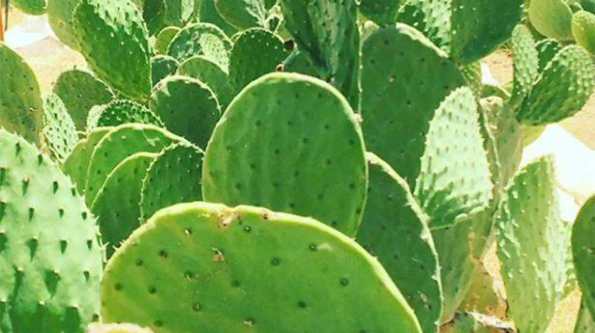 nopales