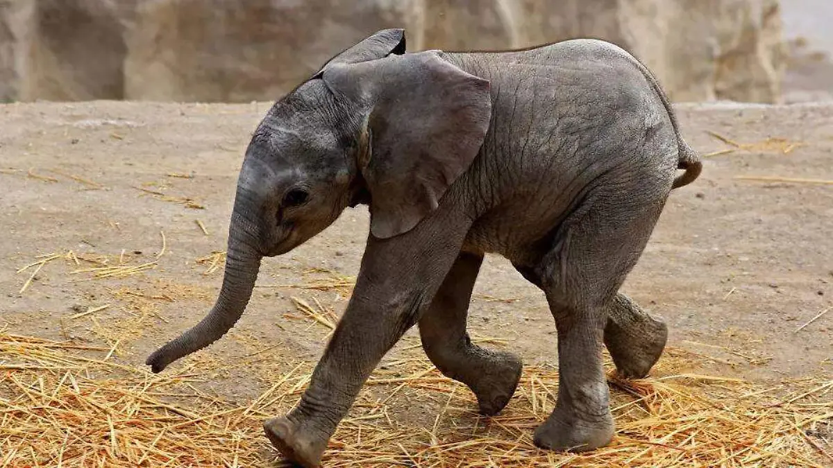 nacimiento elefante mexico-AFP