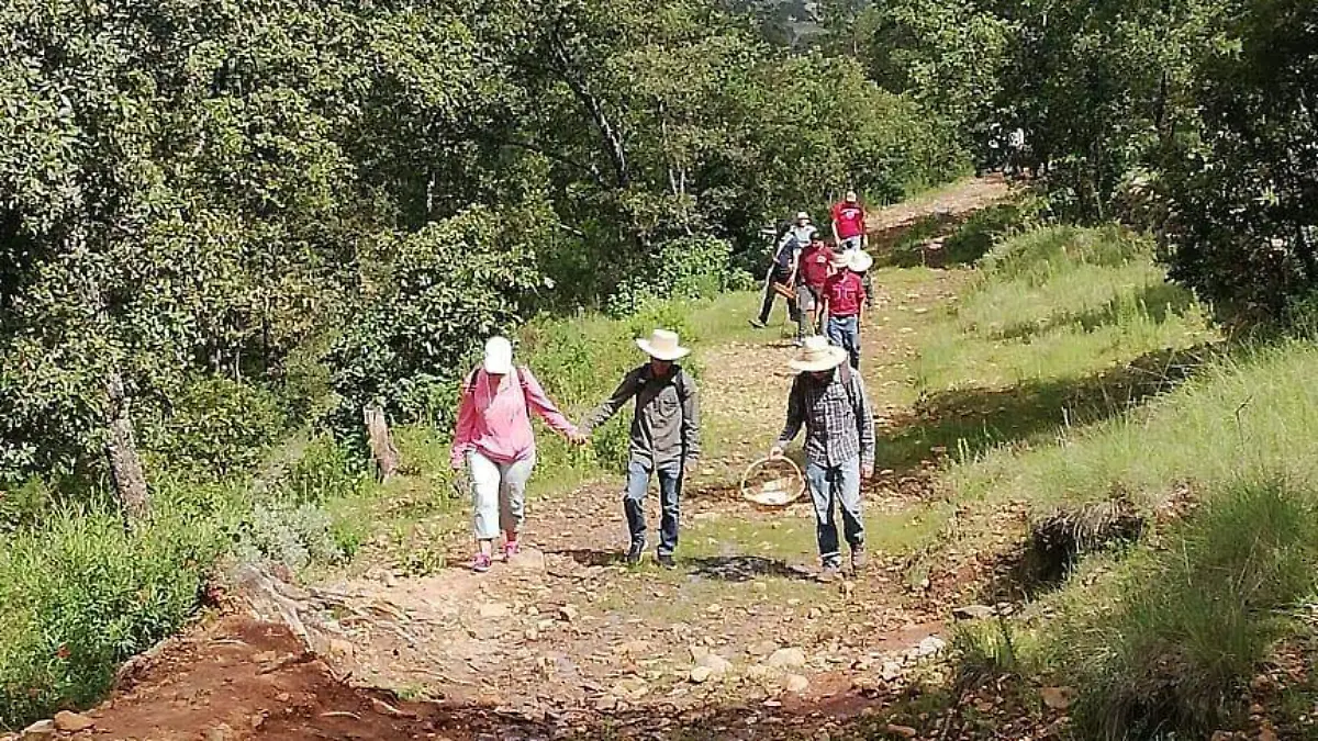 Visitantes se concentran en el bosque para hacer la recolección