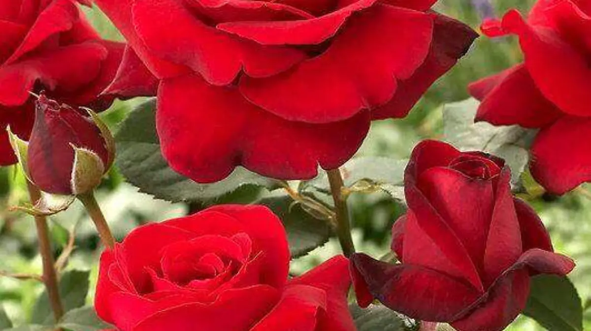Rosas 3