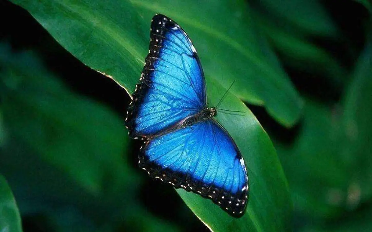 mariposa azul