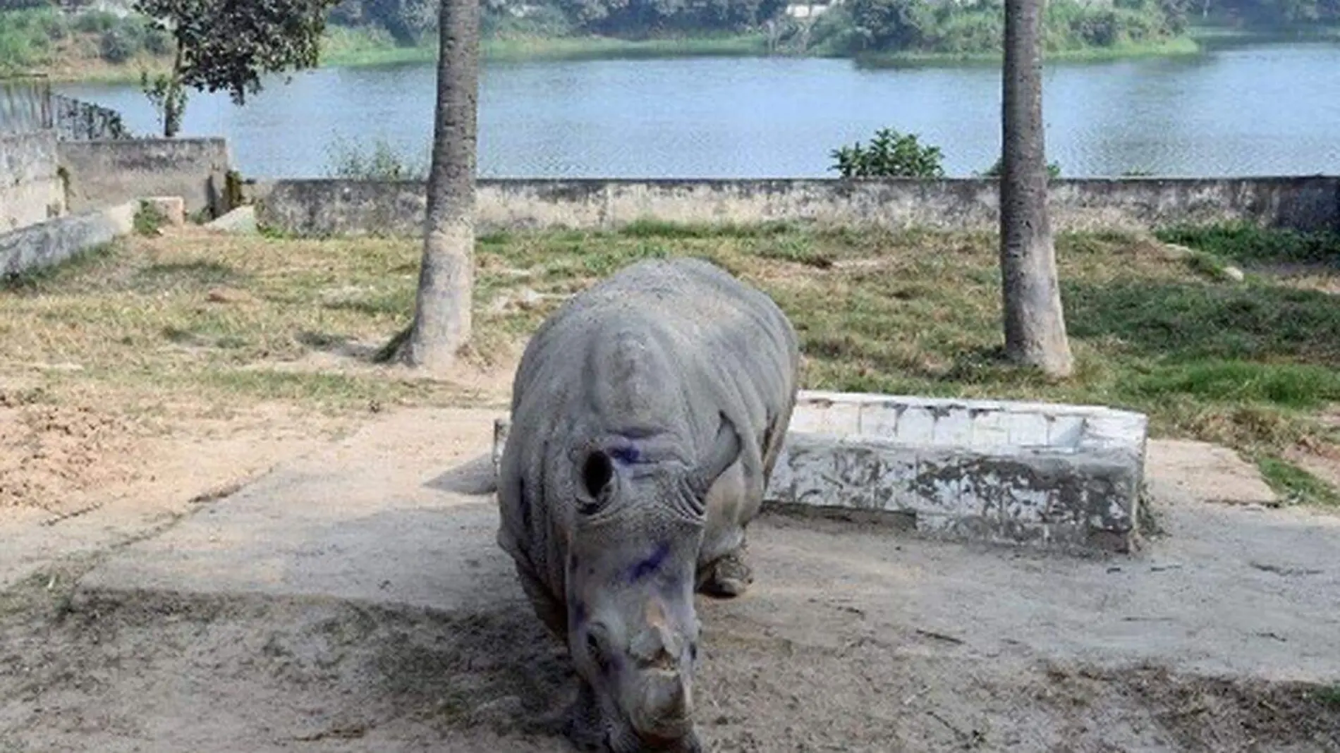 Rinoceronte-zoologico-Bangladesh_AFP