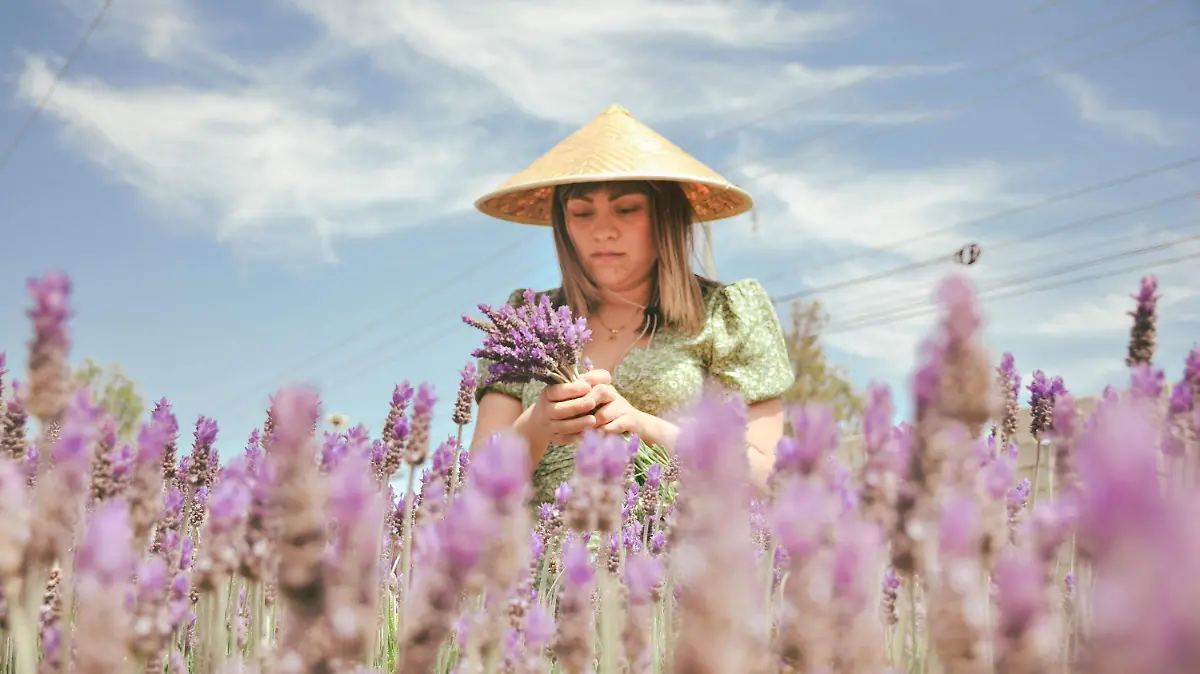 220314_LA MIRADA, CAMPOS DE LAVANDA_AAC 11