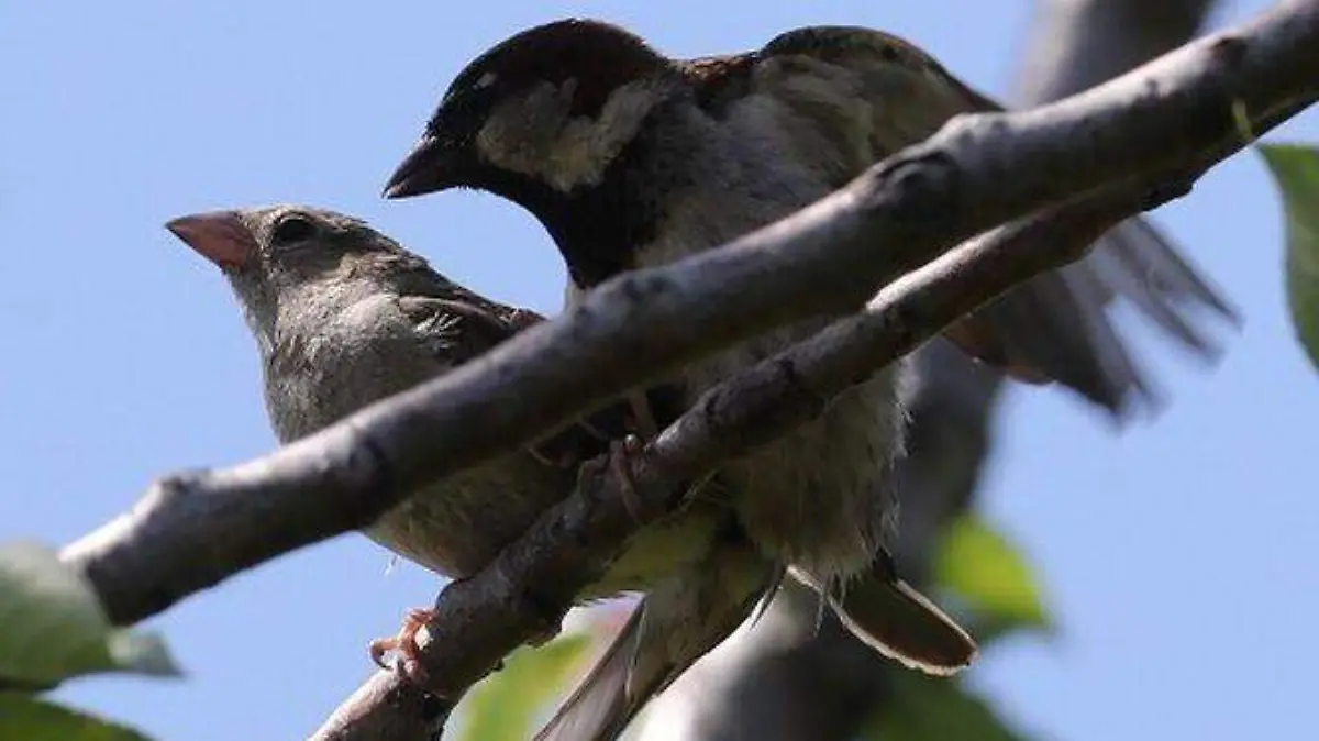 aves-encuentran-especies-amenazadas_16305483