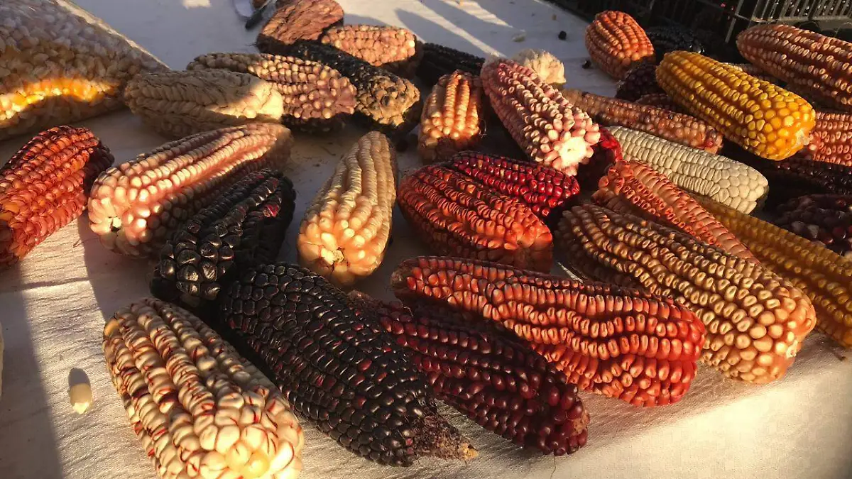 Gran variedad de semillas se expusieron en te tradicional evento de la zona indígena de San Miguel Tlaxcaltepec.