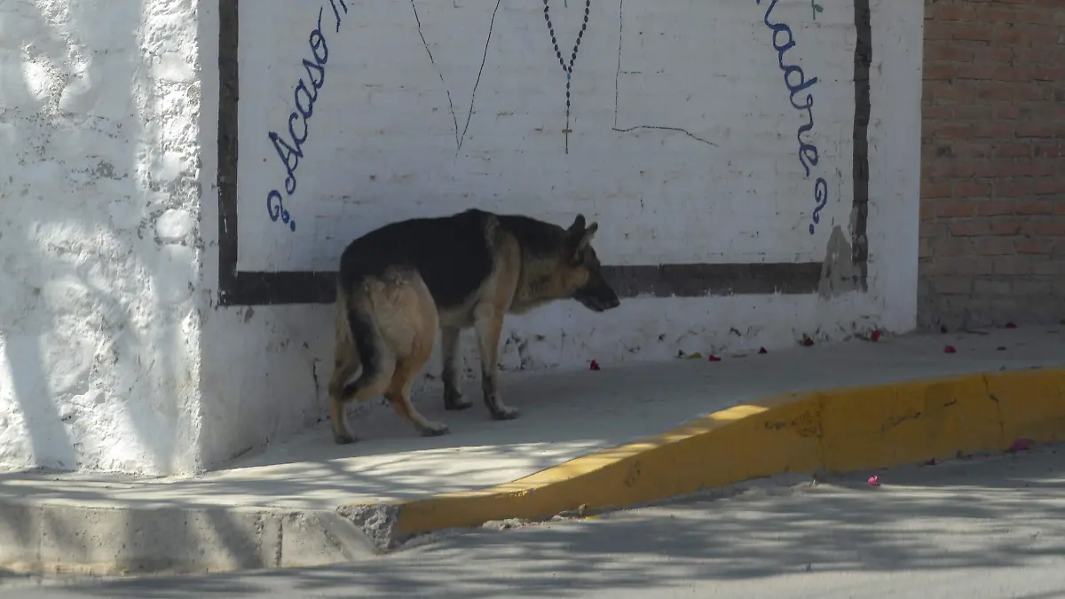 Próximo sábado será la esterilización masiva.  foto César Ortiz.