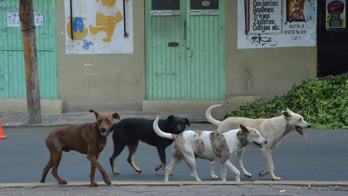 La semana de vacunación antirrábica 2019, iniciará el 24 de marzo en San Juan del Río.