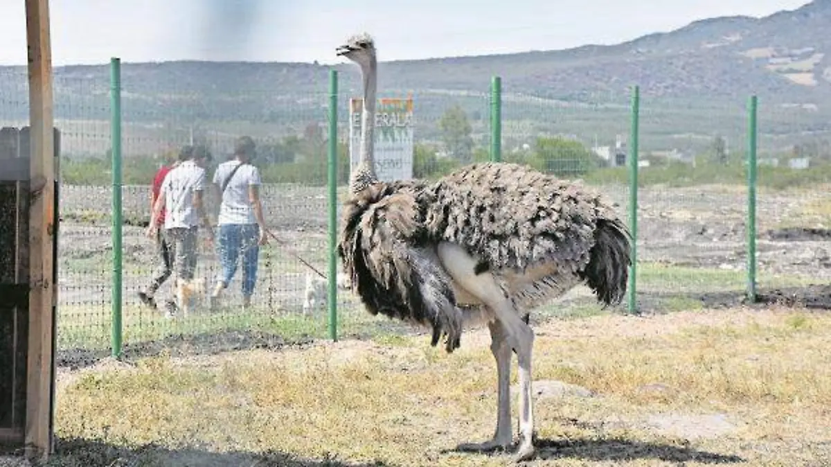 MINI ZOOO_GRAN RESERVA_17_CMYK