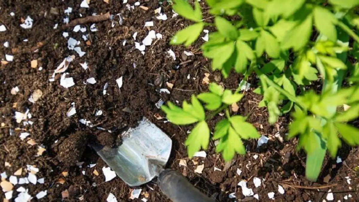 Image 2020-08-16 at 12.23.13 PM