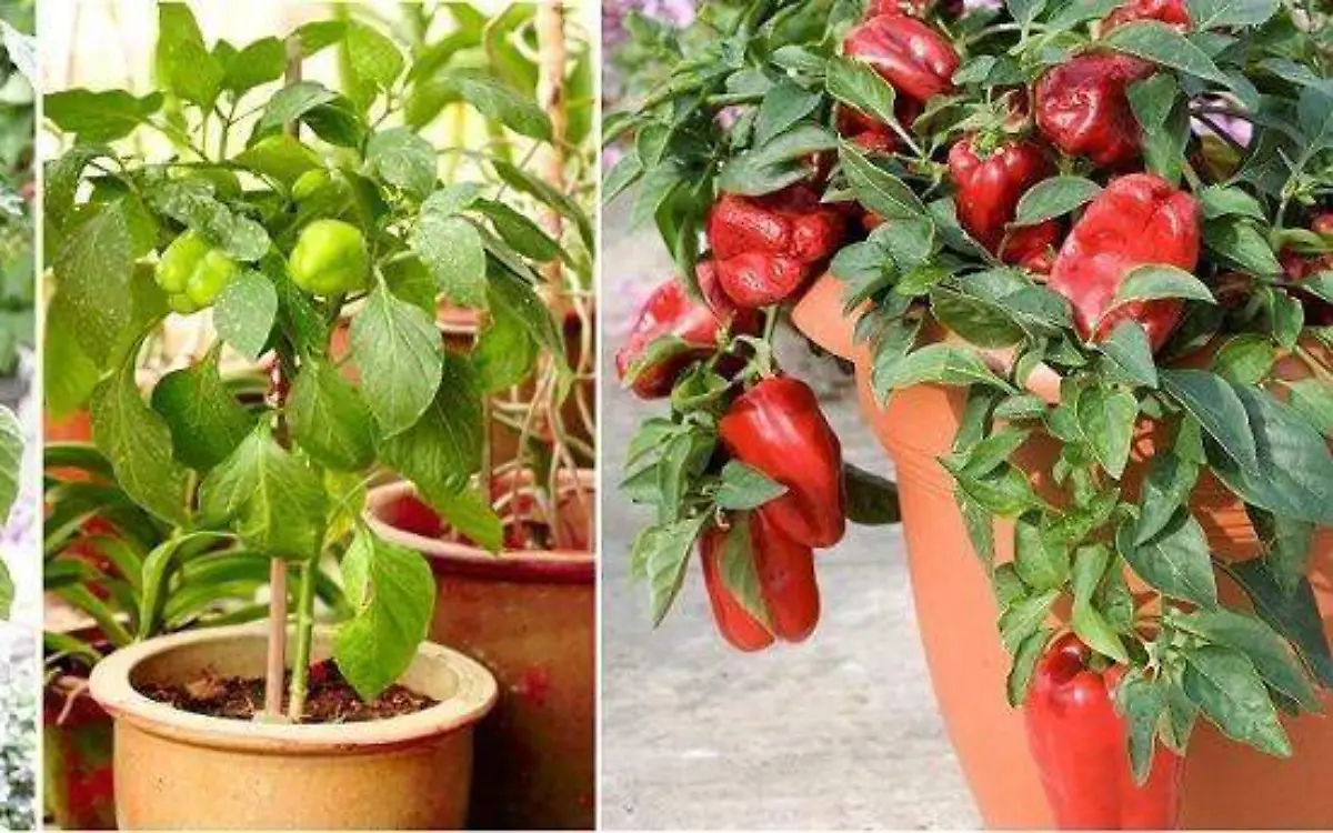 Vegetales 1