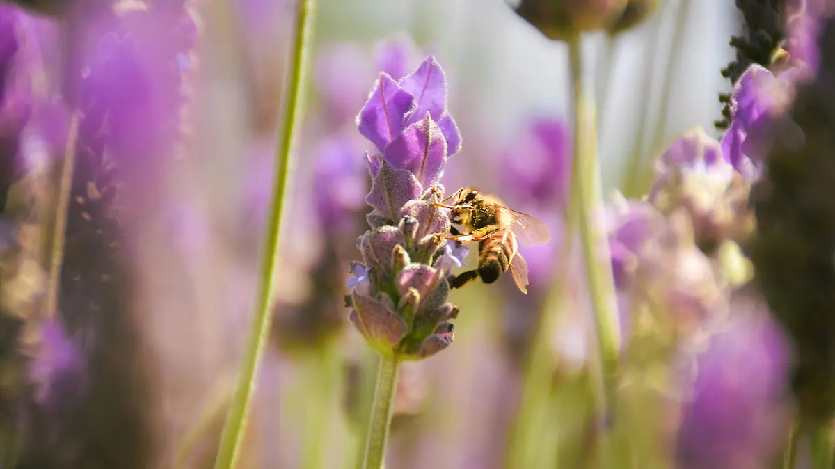 220314_LA MIRADA, CAMPOS DE LAVANDA_AAC 1