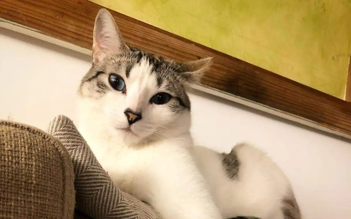 Gato