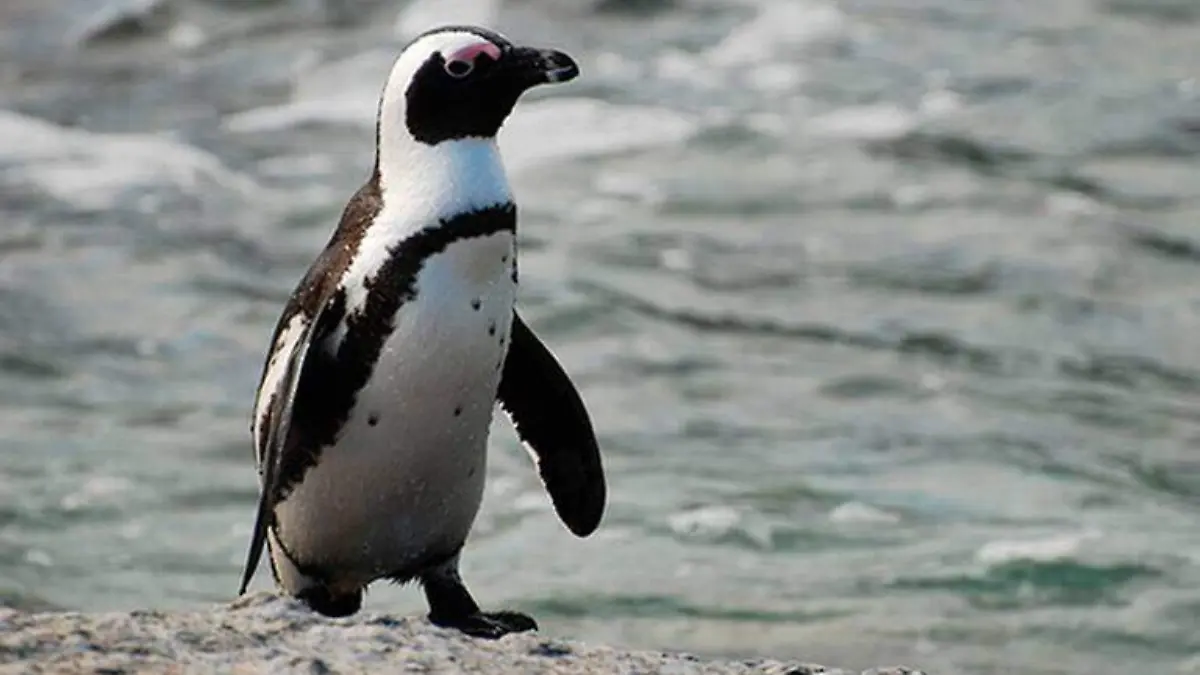 doblevia-pinguino-canada